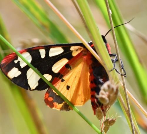 Réf. 284 316 : Arctia villica